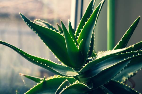 Too much or too little sunlight both are equally harmful and lead to aloe plant drooping