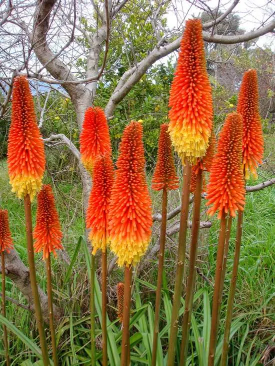 Torch Lily Brightest Orange Perennial Flowers