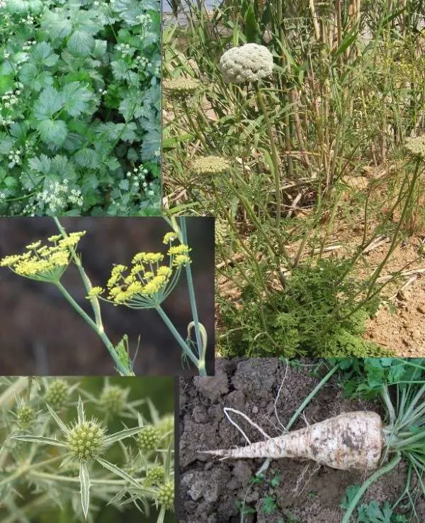 Umbelliferae Vegetables That Start With U