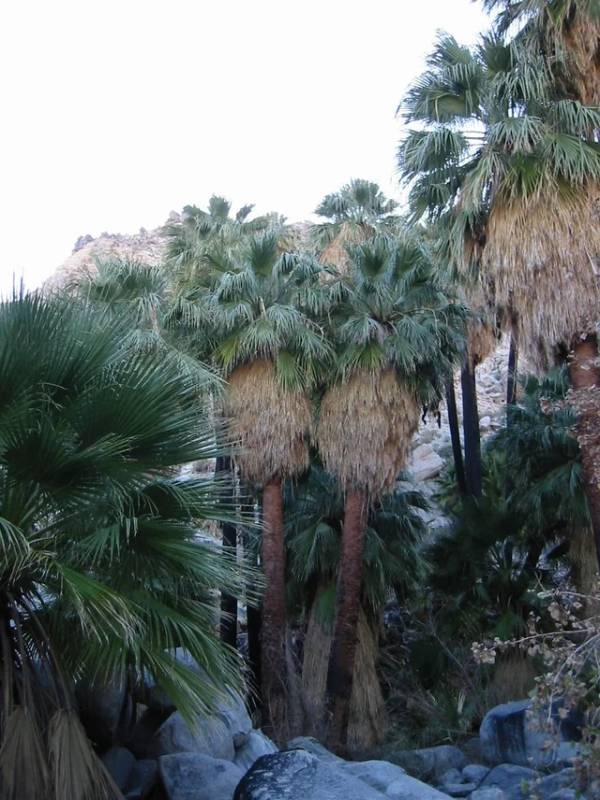Washingtonia palms are native to California