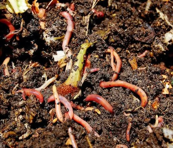 What Do Earthworms Eat