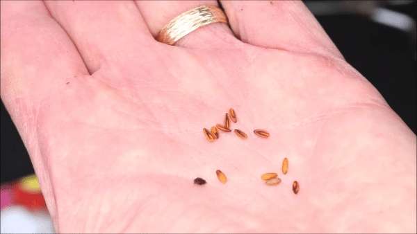 What Do Geranium Seeds Look Like