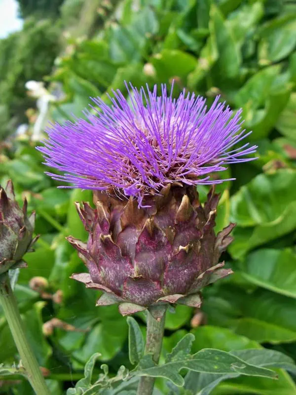 What Does Artichoke Taste Like