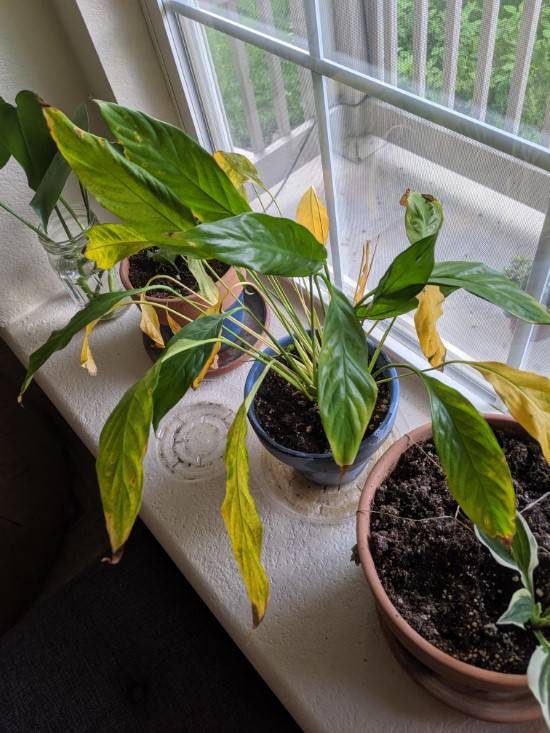 What does an overwatered peace lily look like 2