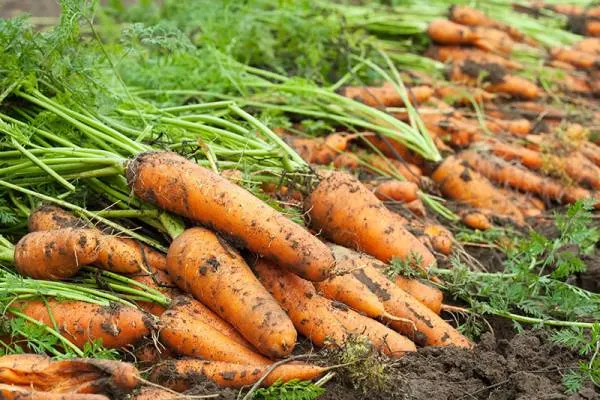 When To Pick Carrots