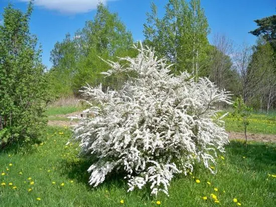 When To Prune Bridal Wreath Spirea