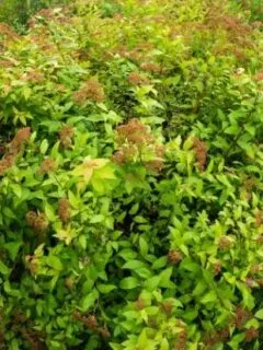 When To Prune Spirea Goldflame