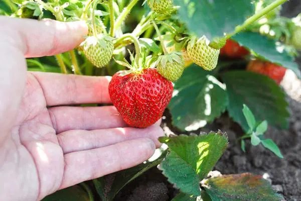 When to Harvest and How to Ripen Strawberries 2