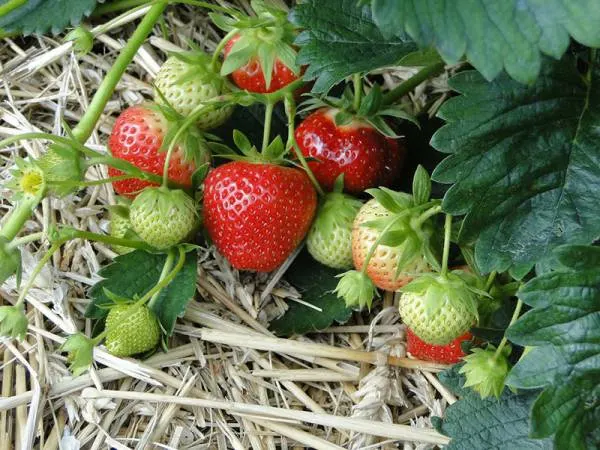 When to Harvest and How to Ripen Strawberries