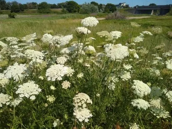 Where Did Carrots Originate Wild Carrots