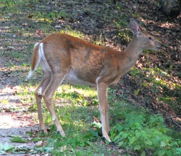 White tailed deer What Animals Eat Potatoes