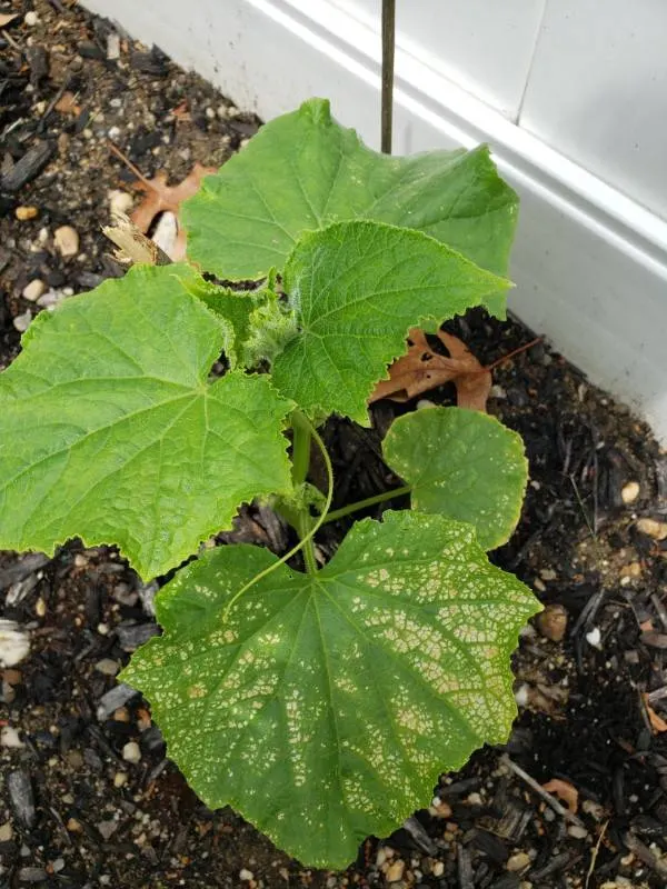 Why Are My Cucumber Leaves Turning White 2