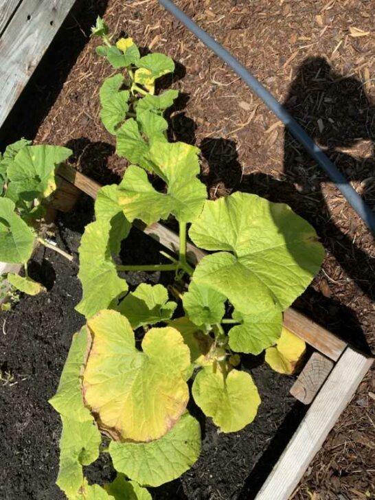 Why Are My Pumpkin Leaves Turning Yellow (5 Causes)