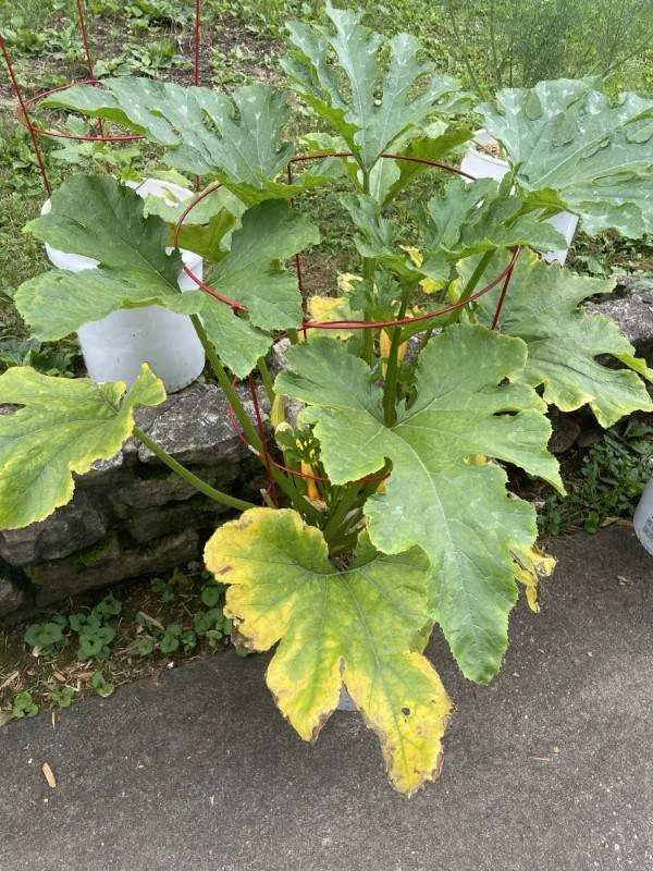 Why Are My Squash Leaves Turning Yellow