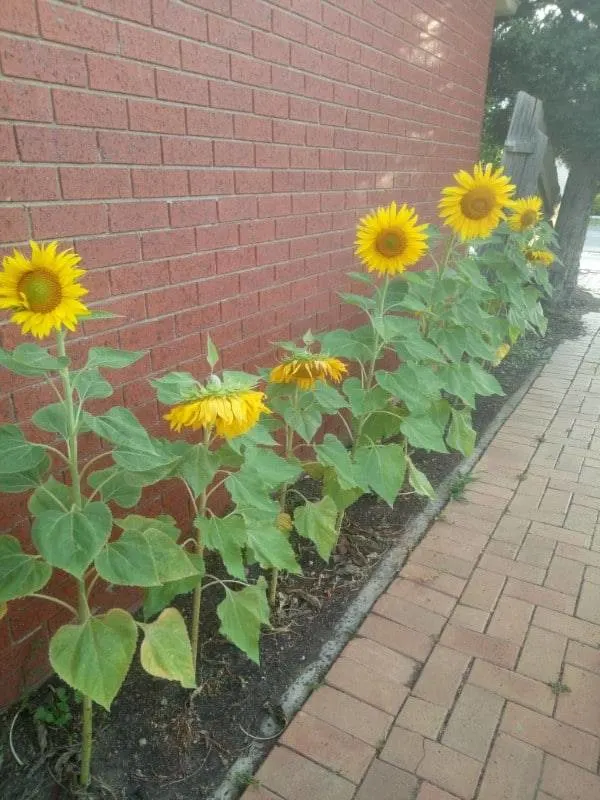 Why Are My Sunflowers Drooping