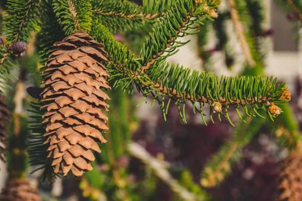 Pine trees possess pine needles and pine cones