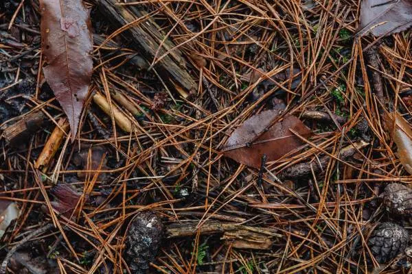 Pine needles fall on the ground and create a thick mat