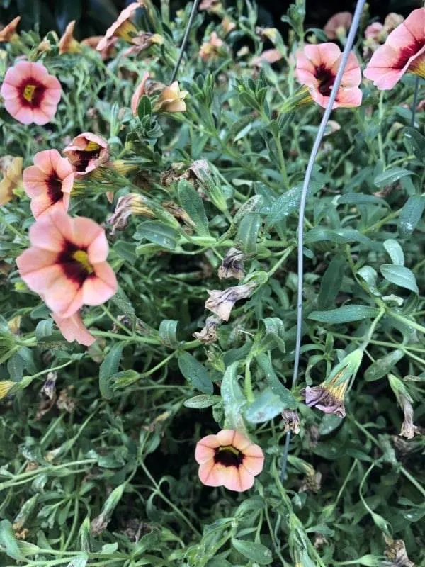 Why Is My Calibrachoa Dying 2