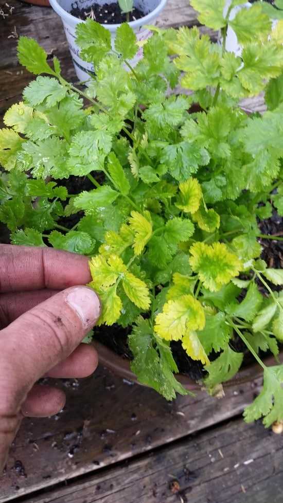 Why Is My Cilantro Turning Yellow 2