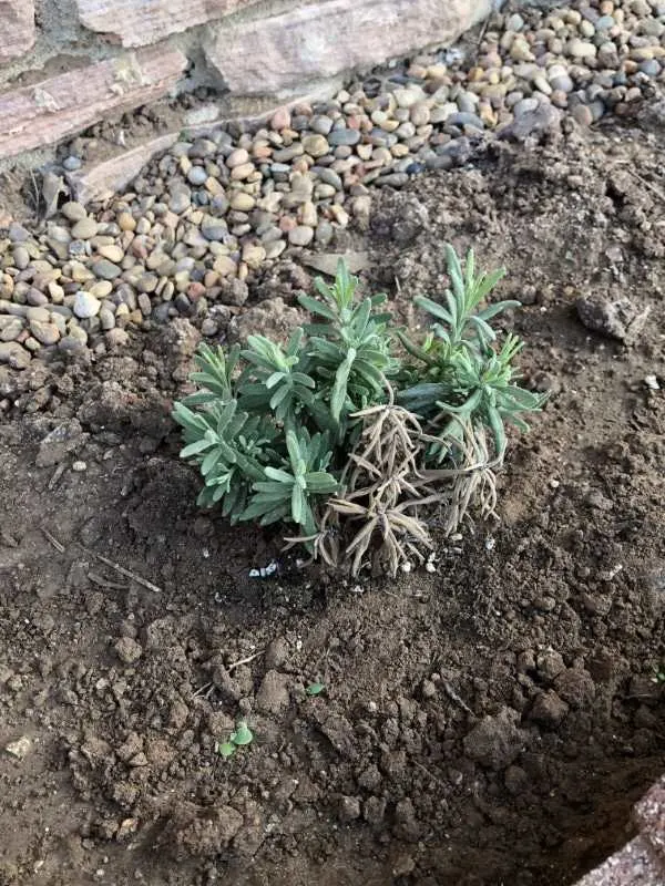 Why Is My Lavender Plant Dying