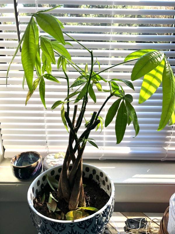 Why Is My Money Tree Drooping? 7 Reasons!