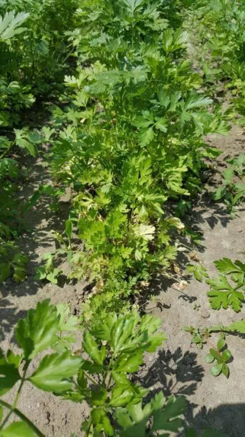 Why Is My Parsley Turning Yellow 2 576x1024 1