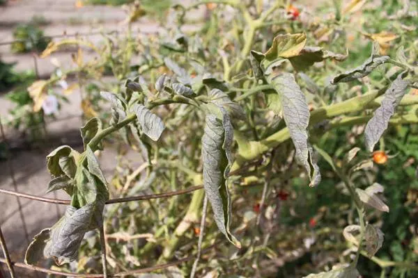 Why are My Tomato Plant Leaves Turning Yellow