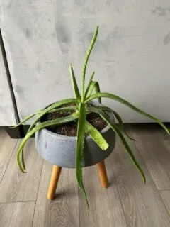 Why is my aloe plant drooping