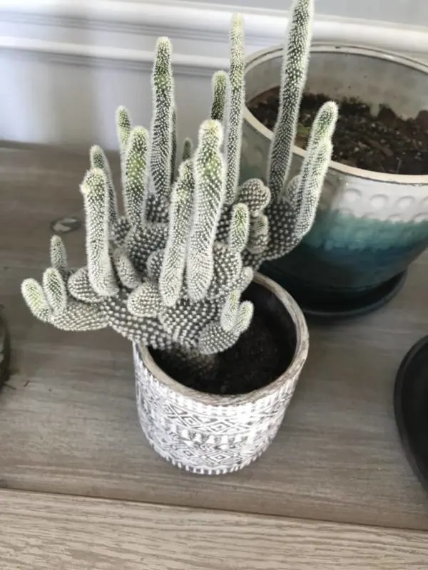 Why your thin cactus is not growing healthy