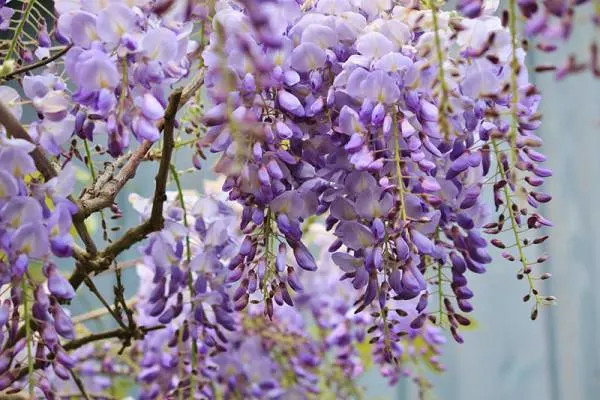 Wisteria - Flowers That Start With W