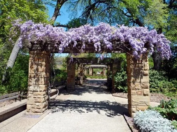 Wisteria Garden Wisteria Vs Lilac