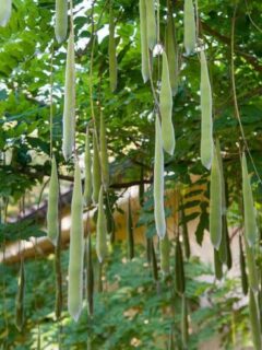 Wisteria Seed Pods