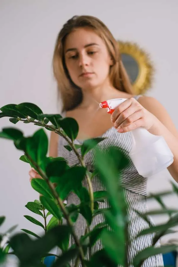 Woman spraying eternity plant from the bottle at home