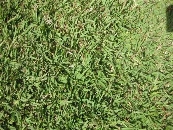 Zoysia Japonica When To Plant Zoysia Grass Seed