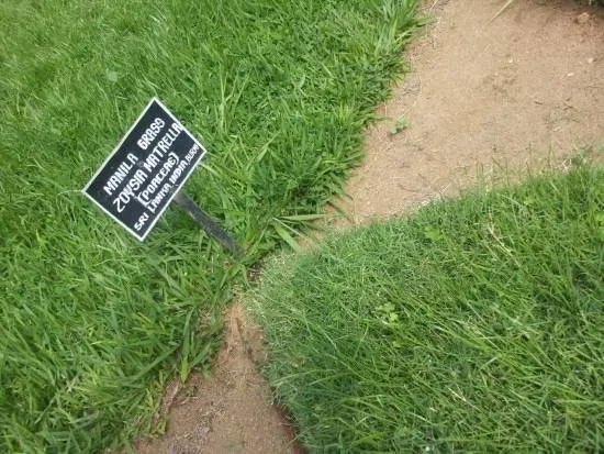 Zoysia Matrella When To Plant Zoysia Grass Seed