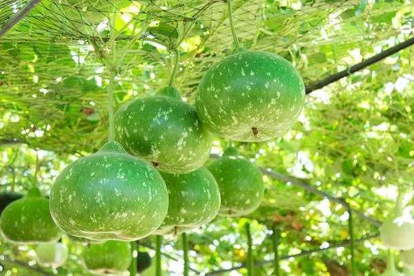 are wild gourds edible