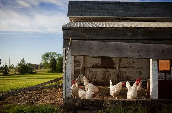 chicken coop - How to Keep Chickens Out of Garden