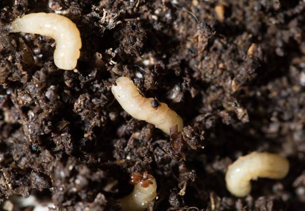 how do i get rid of little white bugs in my soil