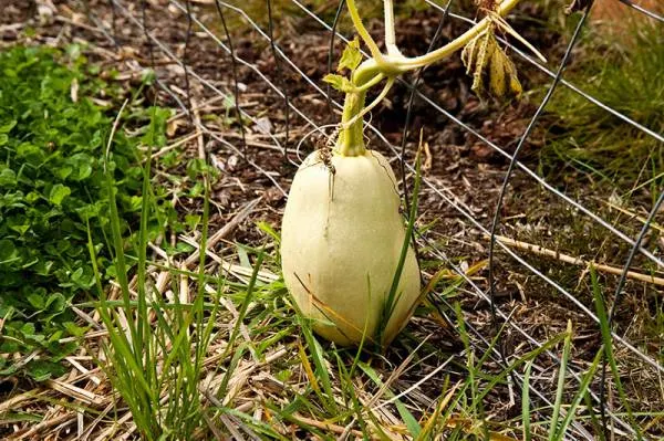how do i know when spaghetti squash is ready to harvest