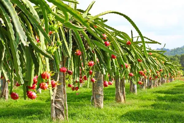 how to pick a good dragon fruit