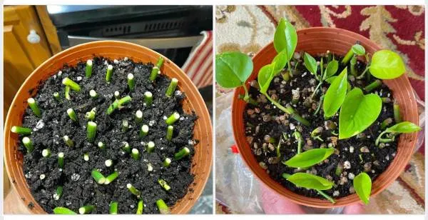 how to propagate pothos in soil