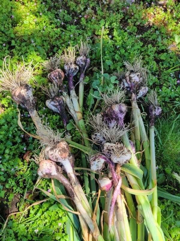 my first harvest of softneck garlic How To Grow Garlic In Arizona