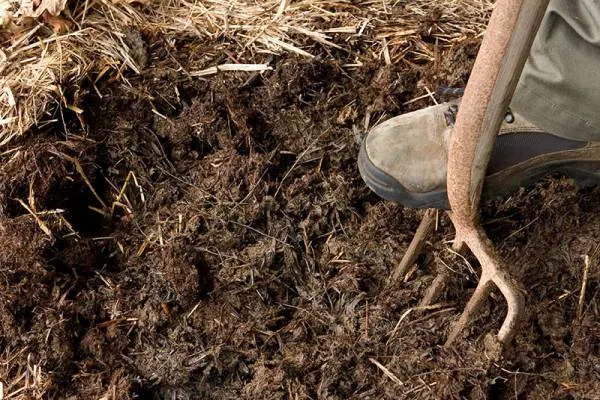 organic mulch - How to Ripen Strawberries