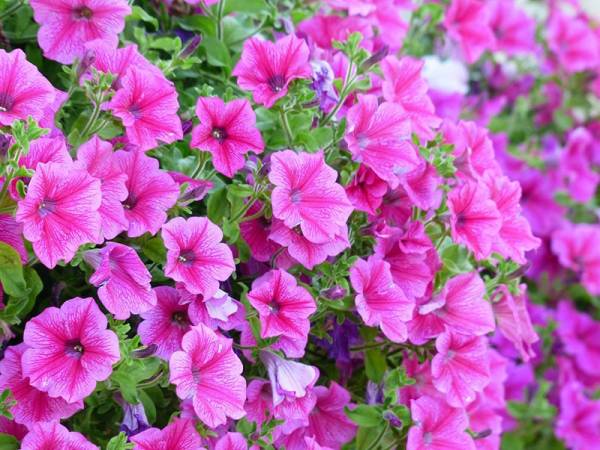 petunia - Flowers That Start With P