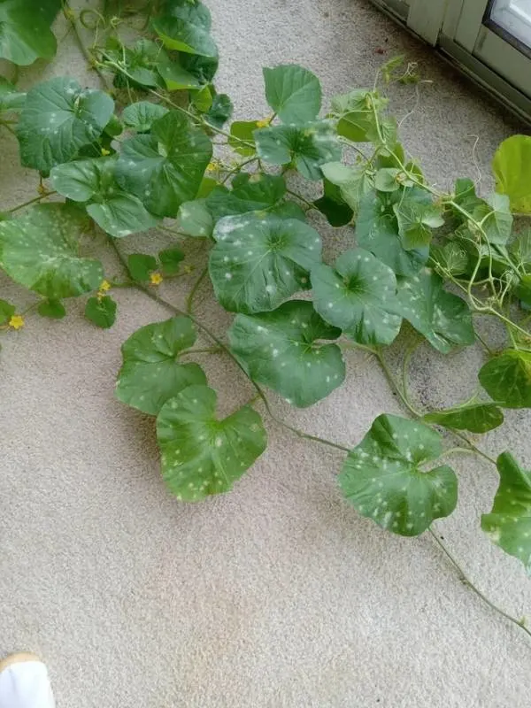 powdery mildew in Cantaloupe