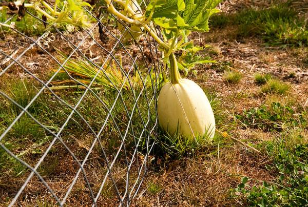 when is it time to harvest spaghetti squash