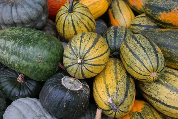 when is the best time to harvest spaghetti squash