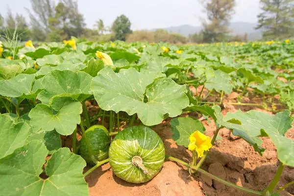 when to pick butternut squash ripe