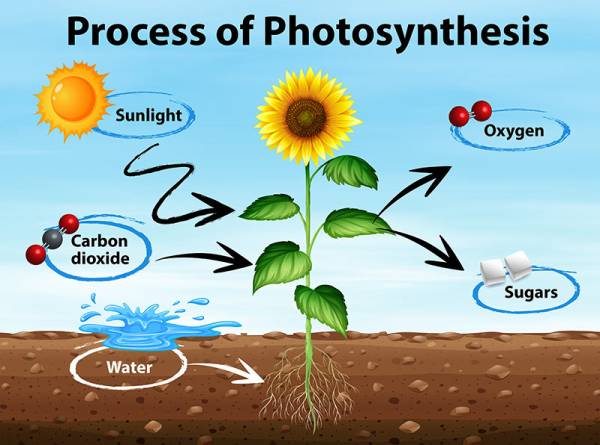 why do plants need water for photosynthesis