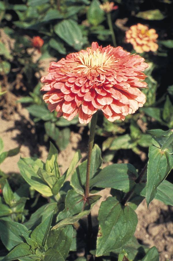 zinnia - Coral Flowers